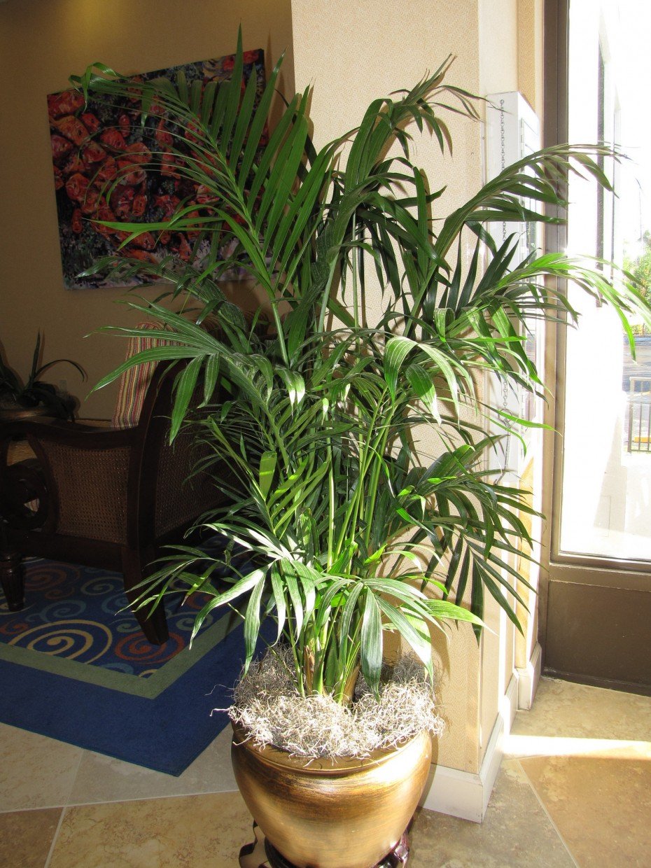 Grow Fresh Air at home with Easy Indoor Plants | Housing News
