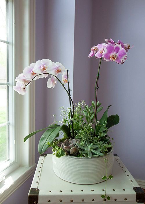 Indoor plants for home as per vastu2