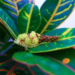 Croton flower