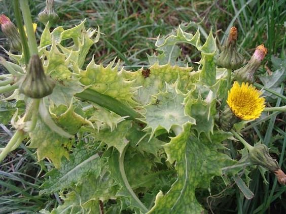 Sonchus oleraceus: Facts, growth, maintenance, medicinal uses, and insect problems 1