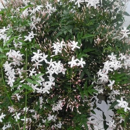 Jasminum officinale: Facts, physical description, growth, maintenance, and uses of common jasmine 1