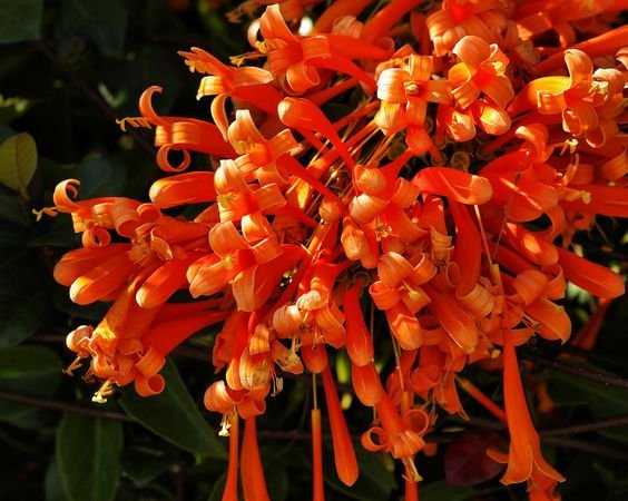 Pyrostegia venusta: Know more about the flame vine before planting it indoors 1
