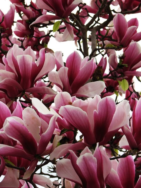 Magnolia liliiflora: Learn how to grow and care for the Japanese magnolia 1