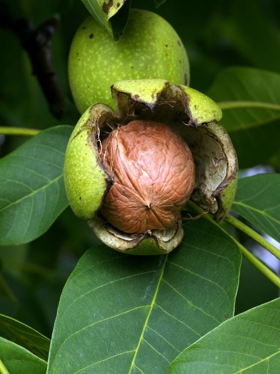 Juglans regia: Should you grow the Persian walnut in your backyard? 1