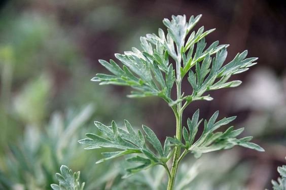 Artemisia absinthium: Facts, how to grow and care, and benefits of absinthe 1