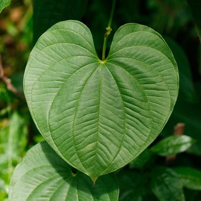 Dioscorea bulbifera: Facts, growth and maintenance tips, benefits, and toxicity of air potato 1