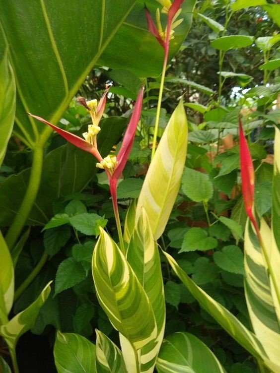 Heliconia psittacorum: Facts, physical description, how to grow, maintain, uses and toxicity 1