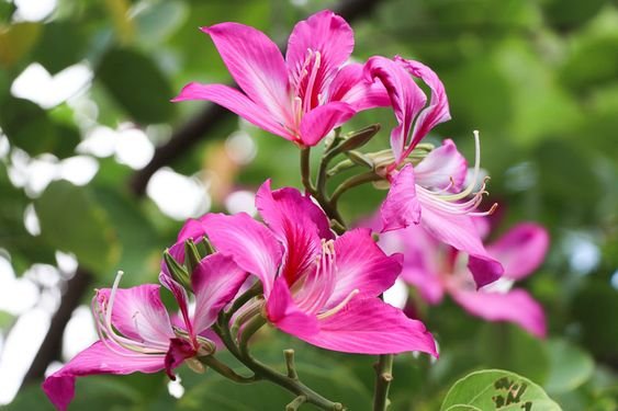 Yes, sometimes the Bauhinia blakeana flowers can emit a sweet scent. However, they may not have a very strong smell that spreads rapidly. 1