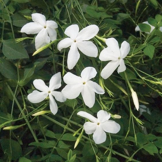 Jasminum grandiflorum: Bring the Spanish jasmine to your home 1