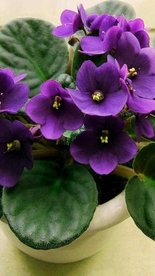 African Violet: Add a dash of colour to your house 1