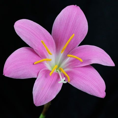 Zephyranthes carinata: Learn how to grow and care for the silver flower orchid 1.1