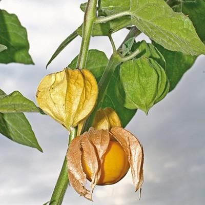 Physalis peruviana: How to grow and maintain the cape gooseberry 1