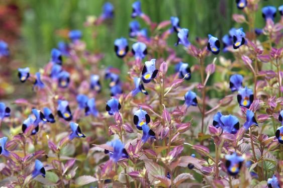 Wishbone Flower: Why are they the perfect choice for adding a dash of colour to your garden? 1