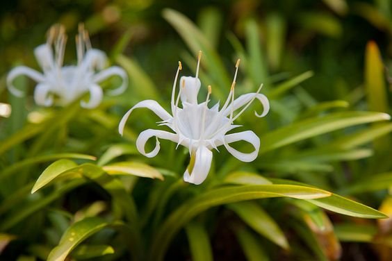 Hymenocallis littoralis: What you must know about the spider lily 1