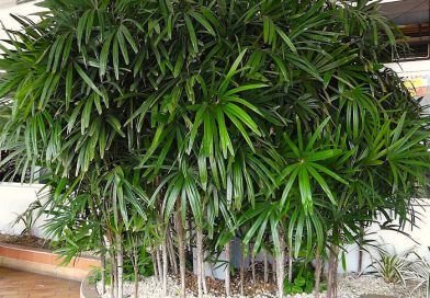 All you need to know about Rhapis excelsa 1