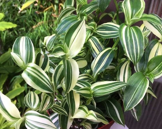 Tradescantia fluminensis: Why is it called spiderwort? 1