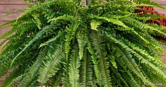 बोस्टन फ़र्न: इस पौधे को अपने स्थान में हरियाली का एक पानी का छींटा जोड़ने के लिए जोड़ें