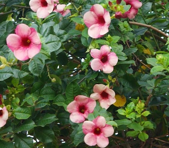 Allamanda blanchetii: Add these plants to your garden to please the human eye and to attract butterflies 1