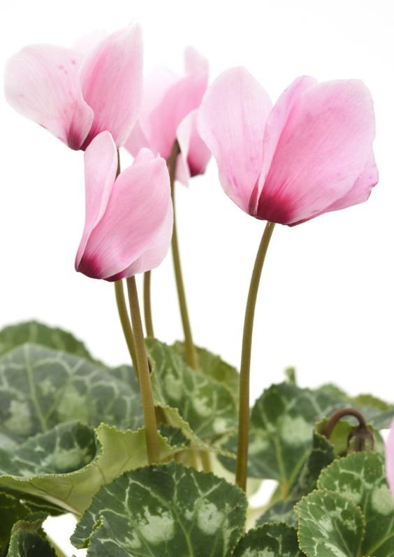 Cyclamen: Know how to grow and take care of the Persian Violet 1