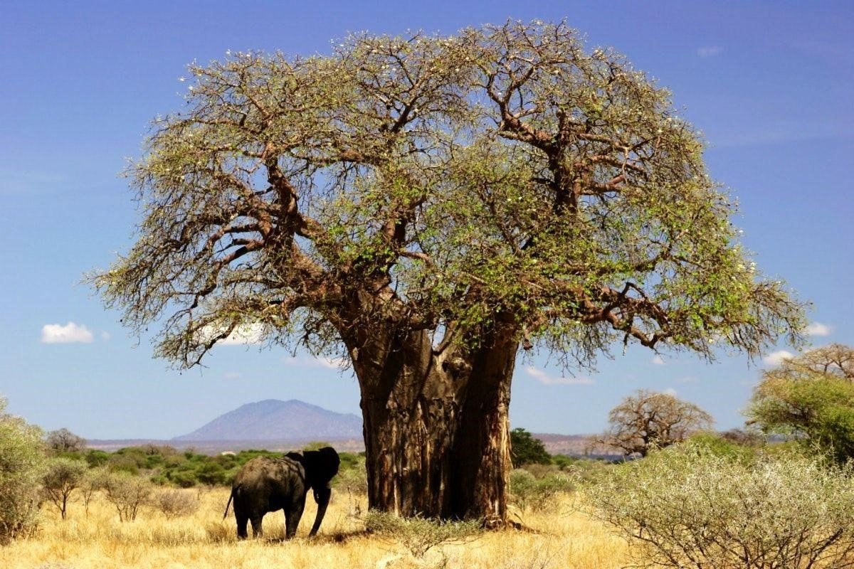 Adansonia digitata: Can you grow the African baobab in your backyard? 1
