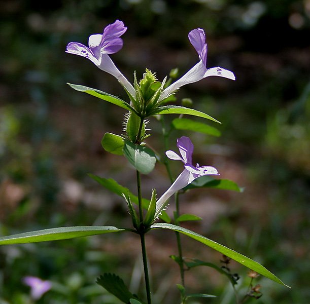 Barleria cristata: Grow and maintain the Philippine Violet at your home easily 1