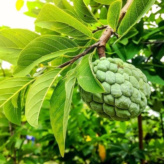 Annona reticulata: A complete guide to grow it 1
