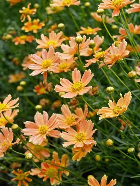 Coreopsis: Facts, physical description, how to grow and maintain, and uses of Tickseed 1.1