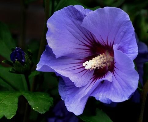 Hibiscus Syriacus: Facts, benefits, growand care tips