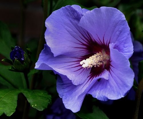 Hibiscus syriacus: Facts, types, growth, maintenance, and uses of Rose of Sharon 1