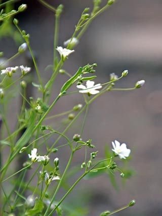 Gypsophila elegans: Facts, growth, maintenance, and uses of baby’s breath 1