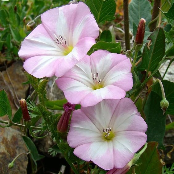 Convolvulus arvensis: How to grow and care for the European bindweed 1