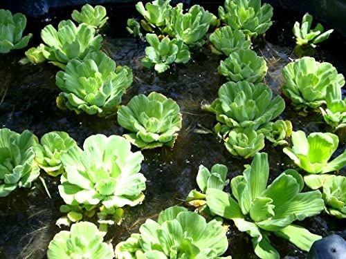 Water cabbage: Learn how to grow and care for water lettuce 1