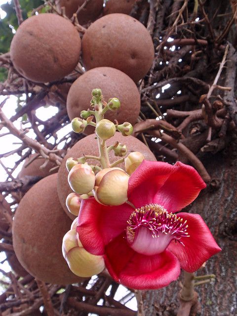 Couroupita guianensis: Facts, physical description, growth, maintenance, uses, and toxicity 1