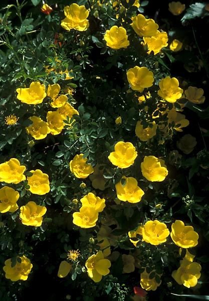 Rosa foetida: Know why the Persian Yellow Rose should grace your garden 1