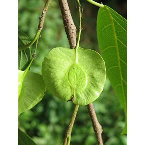 Holoptelea integrifolia: Facts, growth, maintenance, and uses 1