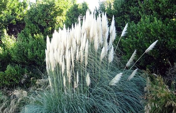Saccharum spontaneum: All you must know about Kans grass 1
