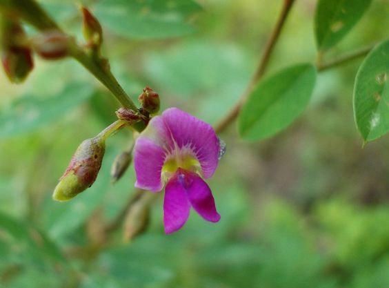 Tephrosia purpurea: The wonderful herbal plant you might not have heard of 1