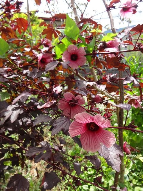 Cranberry hibiscus: Know how to grow African rosemallow in your garden 1