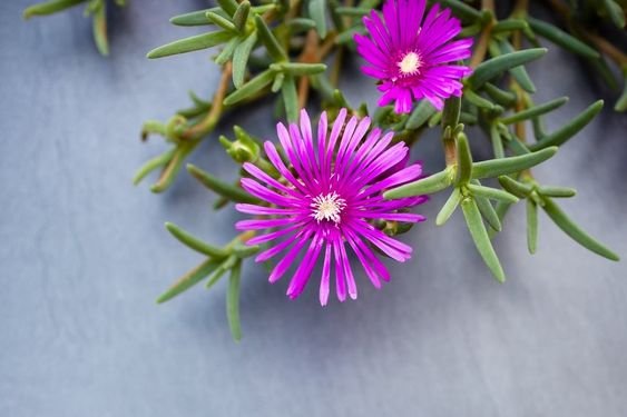 Ice plant: Should you plant these succulents in your home? 1.1