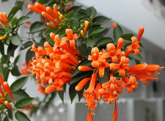 Pyrostegia venusta: Know more about the flame vine before planting it indoors 2