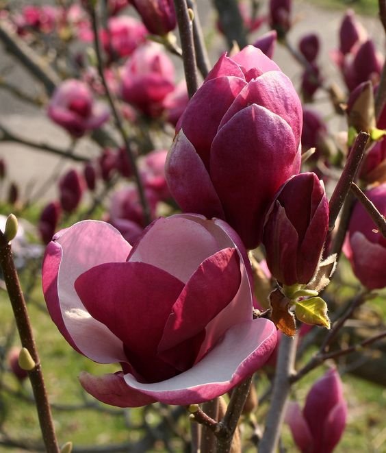 Magnolia liliiflora: Learn how to grow and care for the Japanese magnolia 2