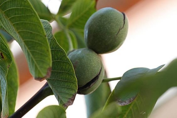 Juglans regia: Should you grow the Persian walnut in your backyard? 2