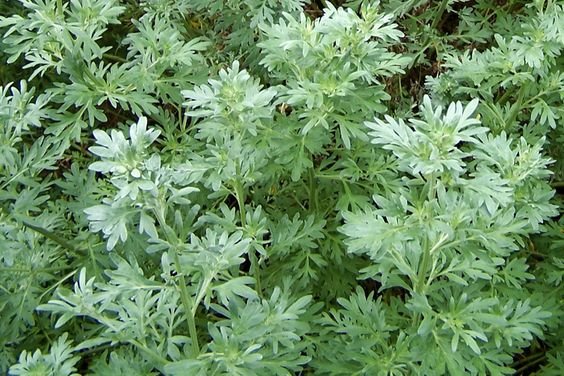 Artemisia absinthium: Facts, how to grow and care, and benefits of absinthe 2