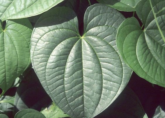 Dioscorea bulbifera: Facts, growth and maintenance tips, benefits, and toxicity of air potato 2