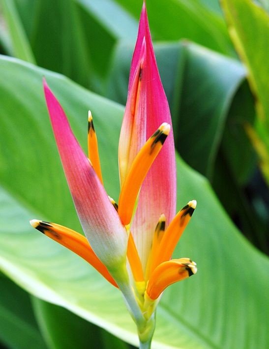 Heliconia psittacorum: Facts, physical description, how to grow, maintain, uses and toxicity 2