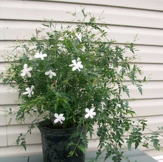 Jasminum grandiflorum: Bring the Spanish jasmine to your home 2