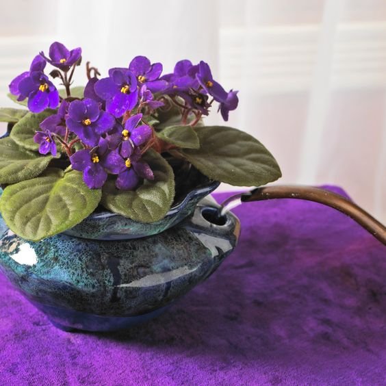 African Violet: Add a dash of colour to your house 2