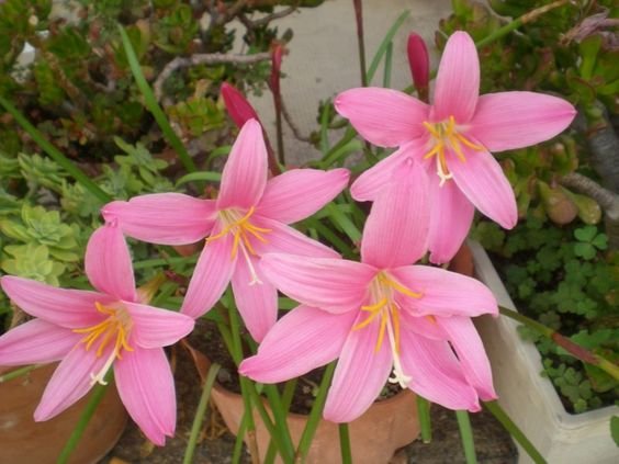 Zephyranthes carinata: Learn how to grow and care for the silver flower orchid 1.2