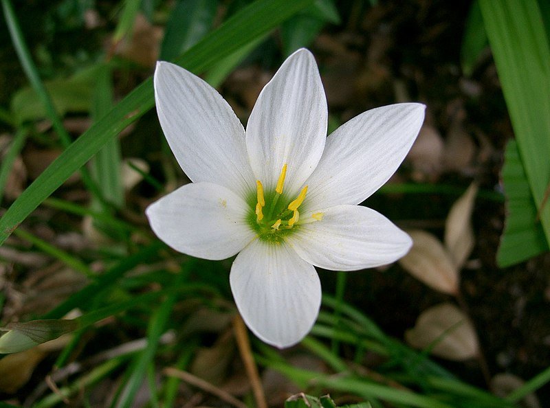 Zephyranthes candida: Key facts, how to grow and care, and the benefits of Fairy Lily 2