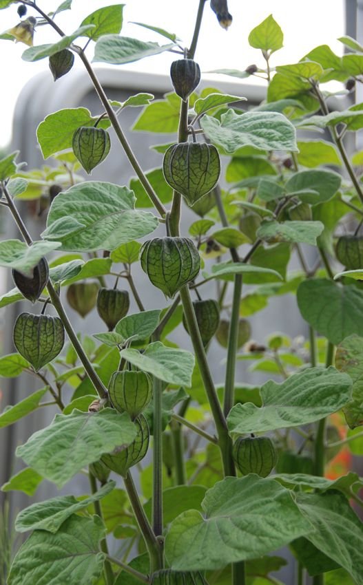 Physalis peruviana: How to grow and maintain the cape gooseberry 2
